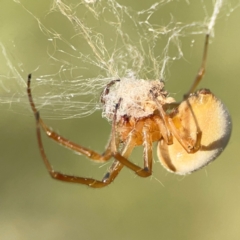 Deliochus idoneus at Dawson Street Gardens - 29 Feb 2024 08:21 AM