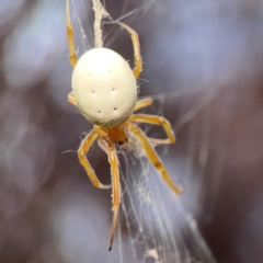 Deliochus idoneus at Dawson Street Gardens - 29 Feb 2024 08:21 AM