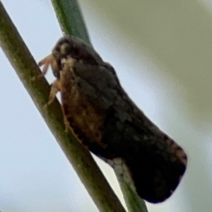 Massila sp. (genus) at Dawson Street Gardens - 29 Feb 2024 08:19 AM