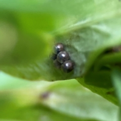 Coleoptera (order) immature at Dawson Street Gardens - 29 Feb 2024 by Hejor1