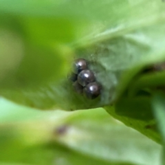 Coleoptera (order) immature at Dawson Street Gardens - 28 Feb 2024 by Hejor1