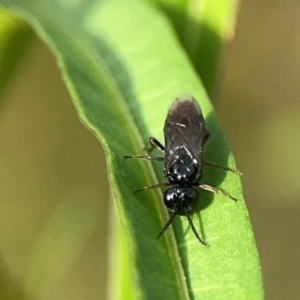 Tenthredinidae sp. (family) at Dawson Street Gardens - 29 Feb 2024