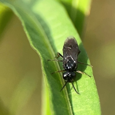 Tenthredinidae sp. (family) (A sawfly) at Dawson Street Gardens - 29 Feb 2024 by Hejor1