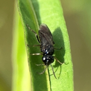 Tenthredinidae sp. (family) at Dawson Street Gardens - 29 Feb 2024