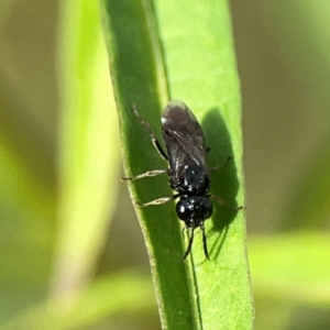 Tenthredinidae sp. (family) at Dawson Street Gardens - 29 Feb 2024