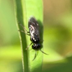 Tenthredinidae sp. (family) at Dawson Street Gardens - 29 Feb 2024