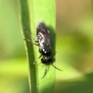 Tenthredinidae sp. (family) at Dawson Street Gardens - 29 Feb 2024