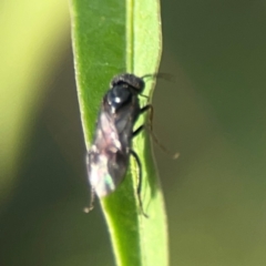 Tenthredinidae sp. (family) at Dawson Street Gardens - 29 Feb 2024