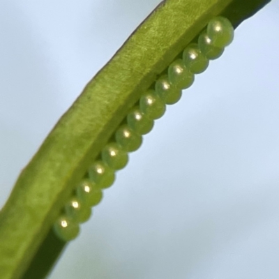 Unidentified Shield, Stink or Jewel Bug (Pentatomoidea) at Dawson Street Gardens - 28 Feb 2024 by Hejor1