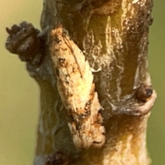 Isochorista ranulana (A Tortricid moth) at Dawson Street Gardens - 29 Feb 2024 by Hejor1