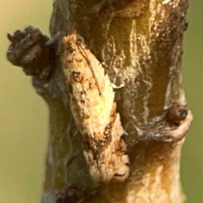 Isochorista ranulana (A Tortricid moth) at Dawson Street Gardens - 29 Feb 2024 by Hejor1