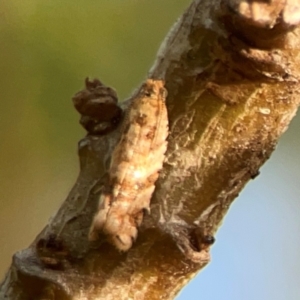 Isochorista ranulana at Dawson Street Gardens - 29 Feb 2024 08:15 AM