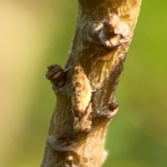 Merophyas divulsana at Dawson Street Gardens - 29 Feb 2024