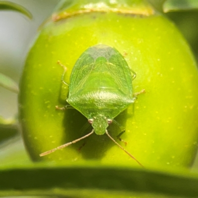 Cuspicona simplex (Green potato bug) at Dawson Street Gardens - 29 Feb 2024 by Hejor1