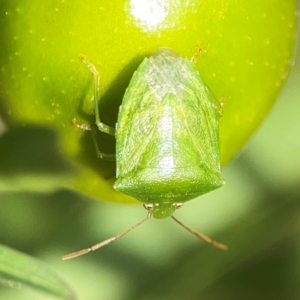 Cuspicona simplex at Dawson Street Gardens - 29 Feb 2024 08:15 AM