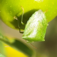 Cuspicona simplex at Dawson Street Gardens - 29 Feb 2024 08:15 AM