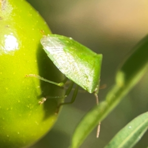 Cuspicona simplex at Dawson Street Gardens - 29 Feb 2024 08:15 AM