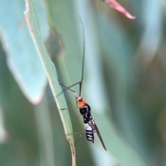 Rayieria basifer (Braconid-mimic plant bug) at Curtin, ACT - 28 Feb 2024 by Hejor1