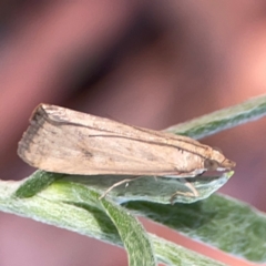 Achyra affinitalis (Cotton Web Spinner) at Dawson Street Gardens - 28 Feb 2024 by Hejor1