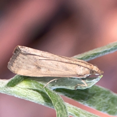 Achyra affinitalis (Cotton Web Spinner) at Curtin, ACT - 28 Feb 2024 by Hejor1