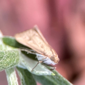 Achyra affinitalis at Dawson Street Gardens - 29 Feb 2024 08:12 AM