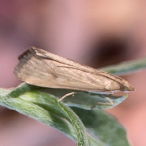 Achyra affinitalis at Dawson Street Gardens - 29 Feb 2024 08:12 AM