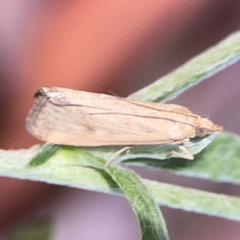 Achyra affinitalis at Dawson Street Gardens - 29 Feb 2024 08:12 AM