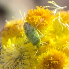 Miridae (family) (Unidentified plant bug) at Dawson Street Gardens - 28 Feb 2024 by Hejor1