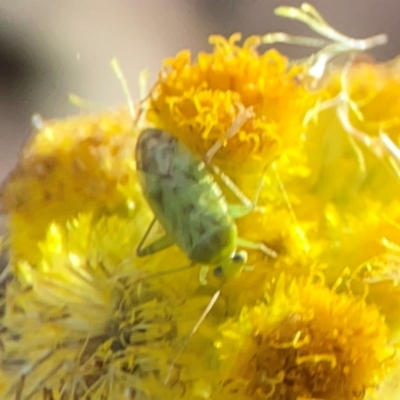 Miridae (family) (Unidentified plant bug) at Curtin, ACT - 28 Feb 2024 by Hejor1