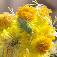 Miridae (family) at Dawson Street Gardens - 29 Feb 2024 08:11 AM