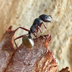 Camponotus suffusus (Golden-tailed sugar ant) at Dawson Street Gardens - 29 Feb 2024 by Hejor1