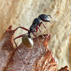 Camponotus suffusus at Dawson Street Gardens - 29 Feb 2024