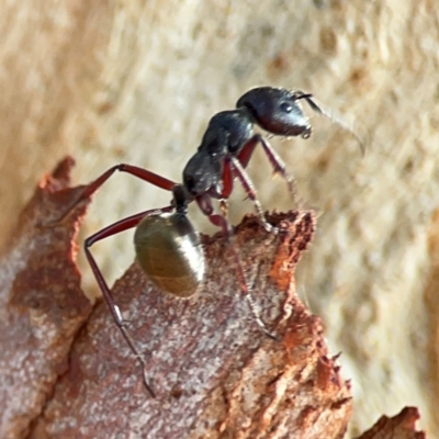 Camponotus suffusus (Golden-tailed sugar ant) at Curtin, ACT - 28 Feb 2024 by Hejor1