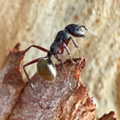 Camponotus suffusus (Golden-tailed sugar ant) at Curtin, ACT - 28 Feb 2024 by Hejor1