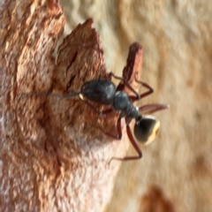 Camponotus suffusus at Dawson Street Gardens - 29 Feb 2024