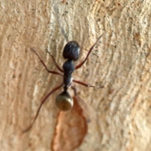 Camponotus suffusus at Dawson Street Gardens - 29 Feb 2024