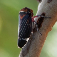 Eurymeloides lineata (Lined gumtree hopper) at Dawson Street Gardens - 28 Feb 2024 by Hejor1