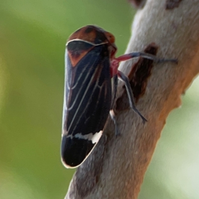 Eurymeloides lineata (Lined gumtree hopper) at Dawson Street Gardens - 28 Feb 2024 by Hejor1