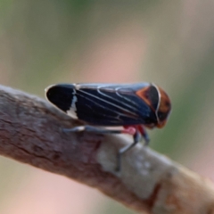 Eurymeloides lineata at Dawson Street Gardens - 29 Feb 2024