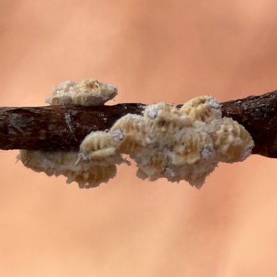 Eriococcidae sp. (family) (Unidentified felted scale) at Dawson Street Gardens - 29 Feb 2024 by Hejor1