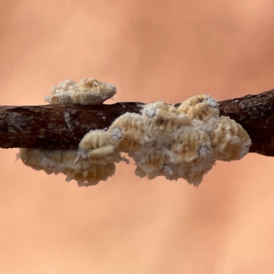 Unidentified Scale insect or Mealybug (Hemiptera, Coccoidea) at Dawson Street Gardens - 28 Feb 2024 by Hejor1