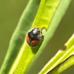 Diomus notescens (Little two-spotted ladybird) at Dawson Street Gardens - 28 Feb 2024 by Hejor1