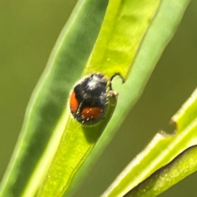 Diomus notescens (Little two-spotted ladybird) at Curtin, ACT - 28 Feb 2024 by Hejor1