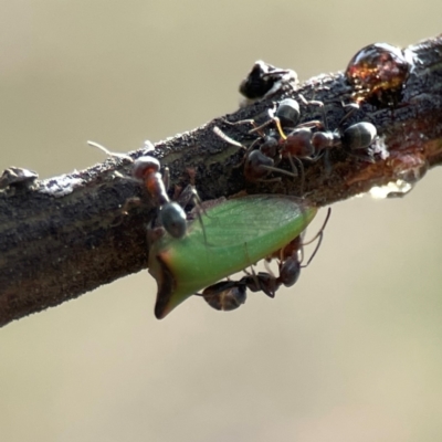 Iridomyrmex rufoniger (Tufted Tyrant Ant) at Curtin, ACT - 28 Feb 2024 by Hejor1