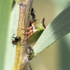 Iridomyrmex rufoniger at Dawson Street Gardens - 29 Feb 2024