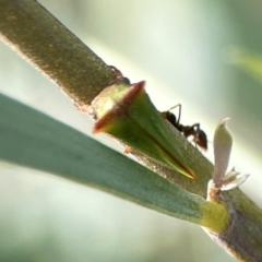 Iridomyrmex rufoniger at Dawson Street Gardens - 29 Feb 2024