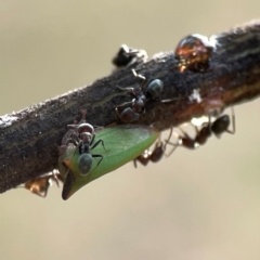 Sextius virescens (Acacia horned treehopper) at Curtin, ACT - 28 Feb 2024 by Hejor1