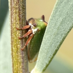 Sextius virescens at Dawson Street Gardens - 29 Feb 2024 08:31 AM