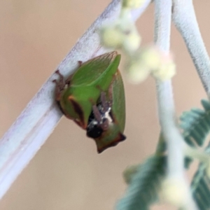 Sextius virescens at Dawson Street Gardens - 29 Feb 2024 08:31 AM