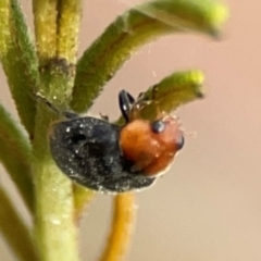 Cryptolaemus montrouzieri (Mealybug ladybird) at Curtin, ACT - 28 Feb 2024 by Hejor1